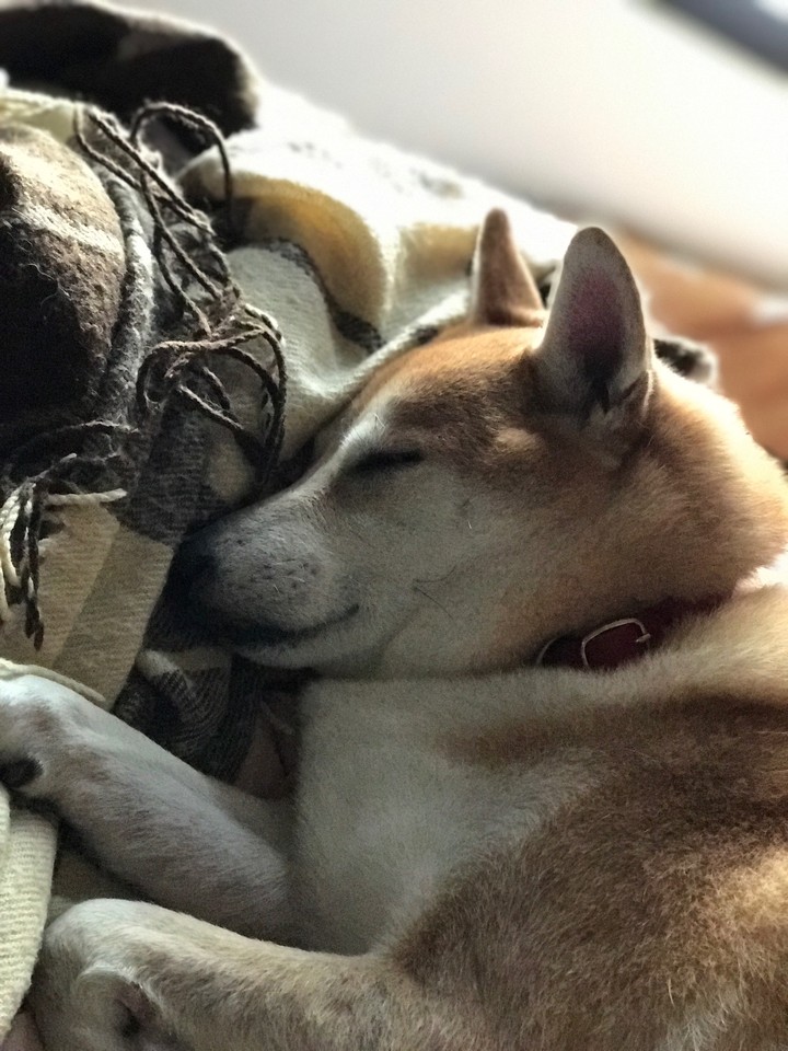 shiba