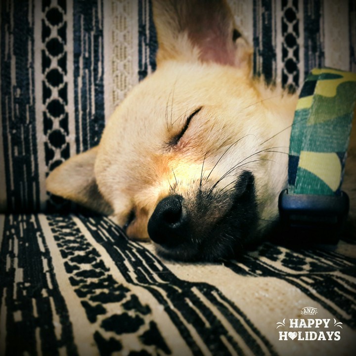 lazy holidays