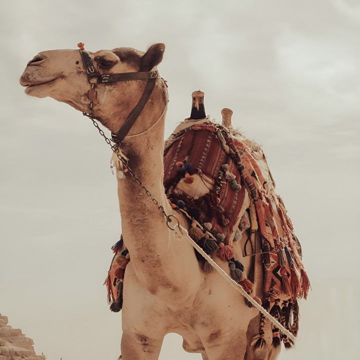 camel