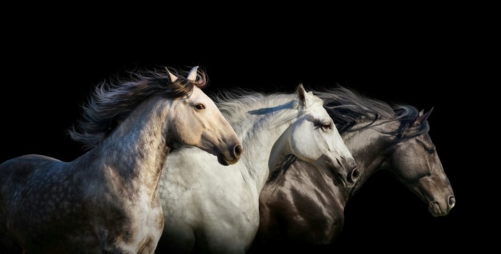 freedom