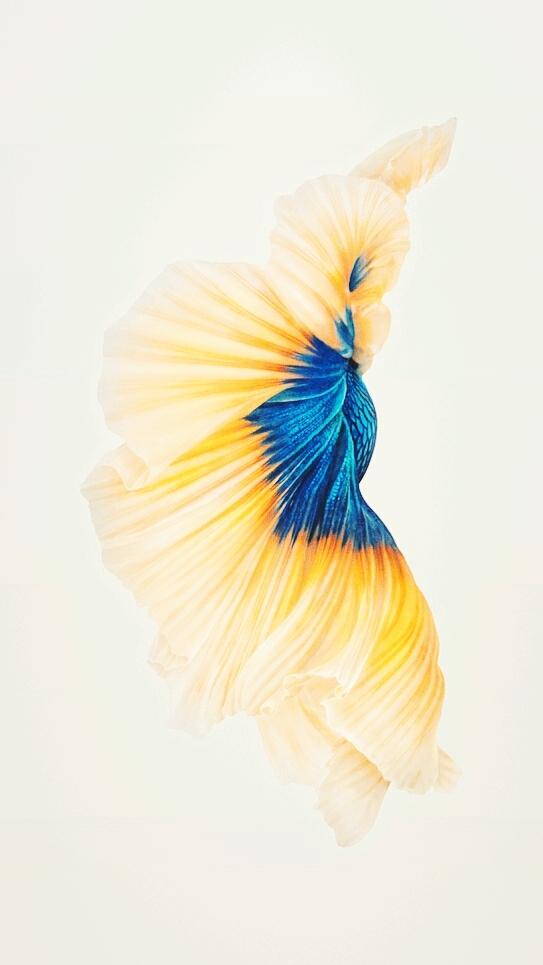 Betta Fish Background's.