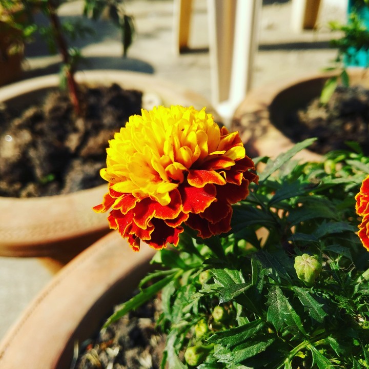 Marigold......
