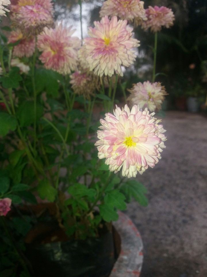 flowers