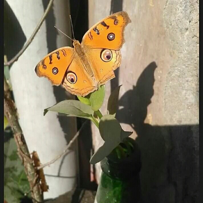 butterfly ?