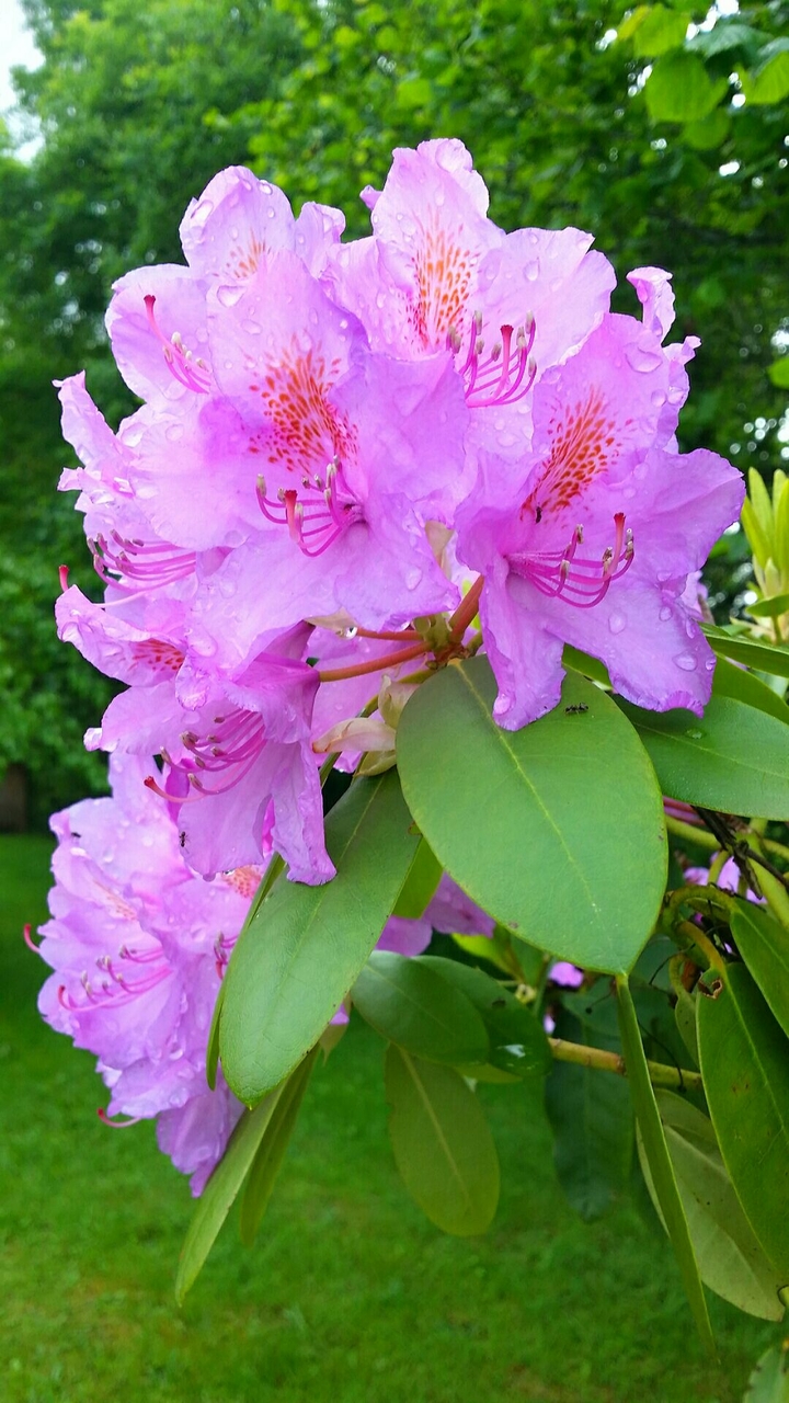 Flower