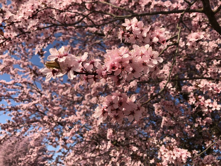 Blossom