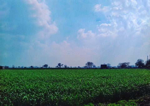 farm