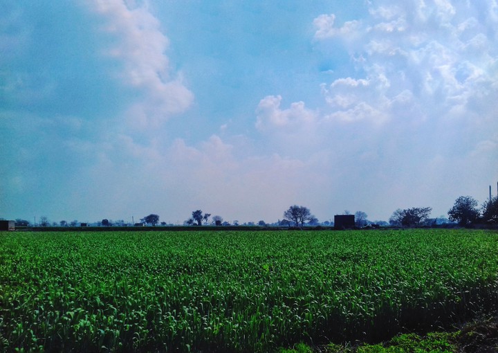 farm