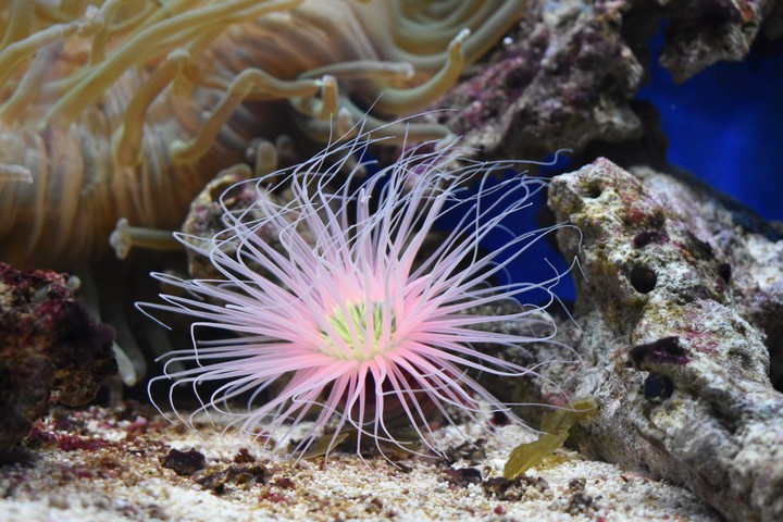 Anemone Zoo