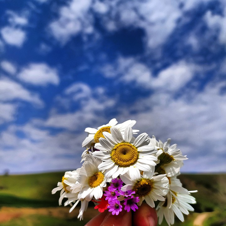 Daisy