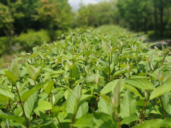 plant