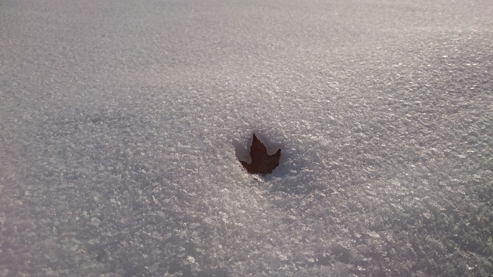 Lonely Beauty