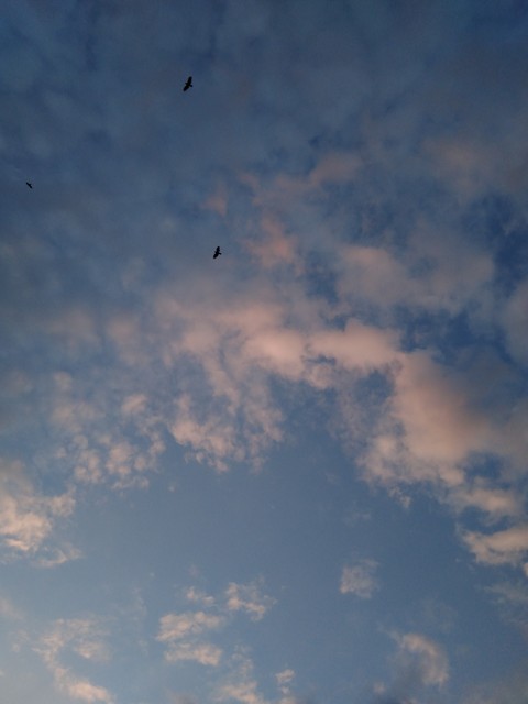birds're free?