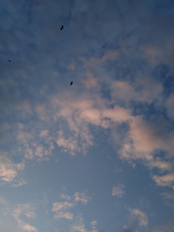birds're free?