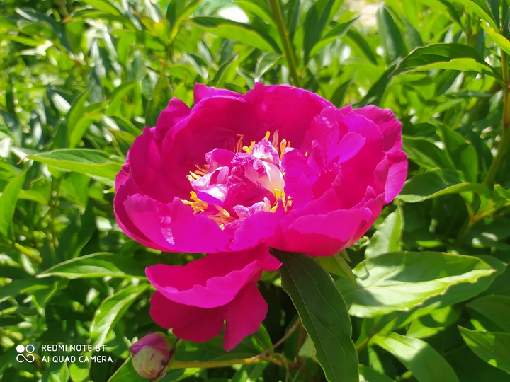 Peony