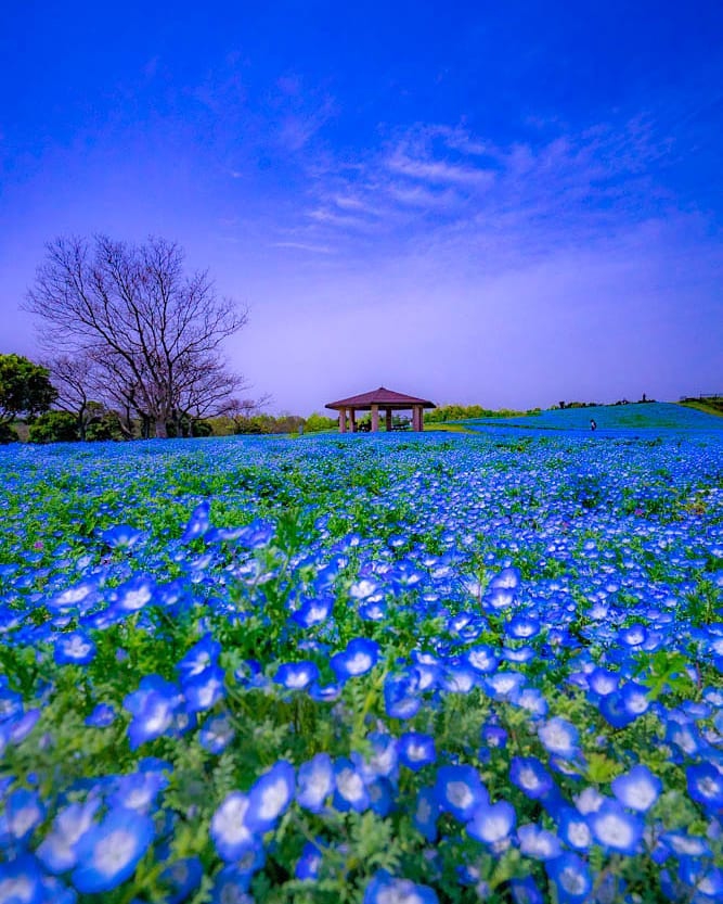 Blue