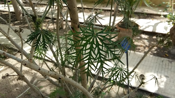 Leaves like spiderwebs