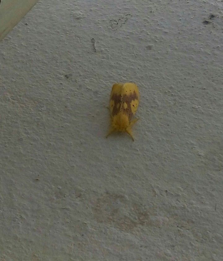 Insect