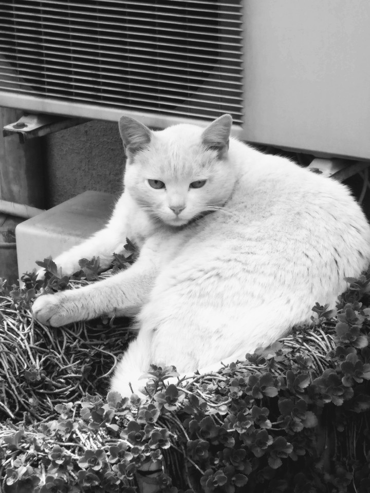 The stray cat
