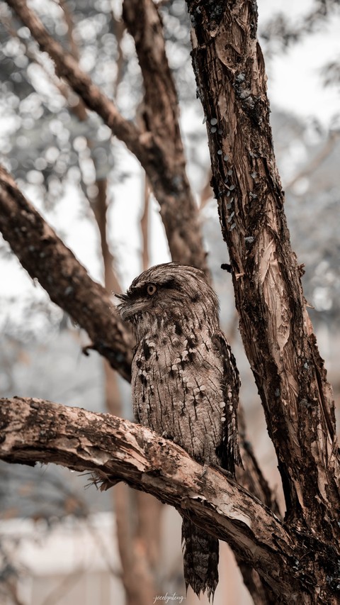 обои bird, wood