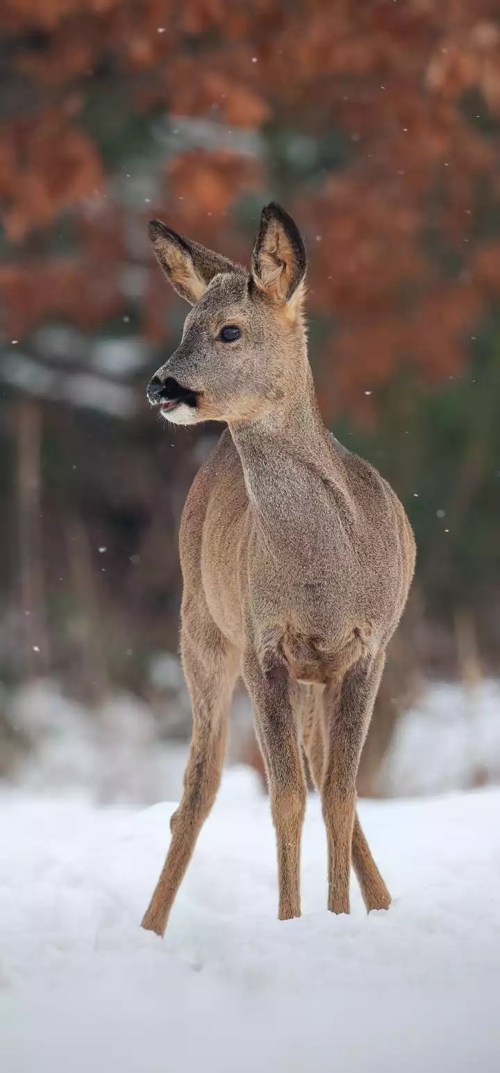 deer