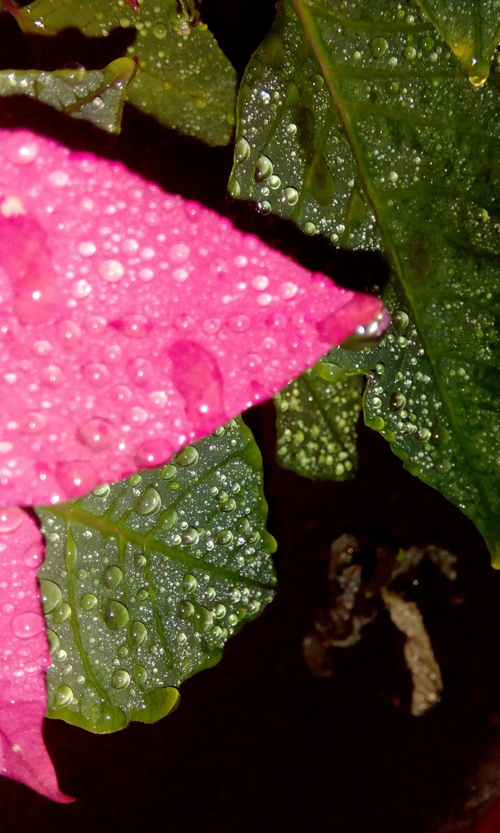 Night Dew