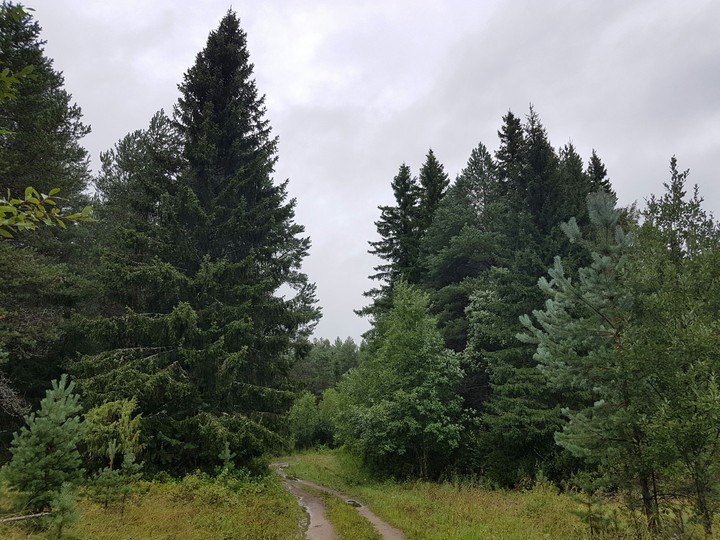 forest