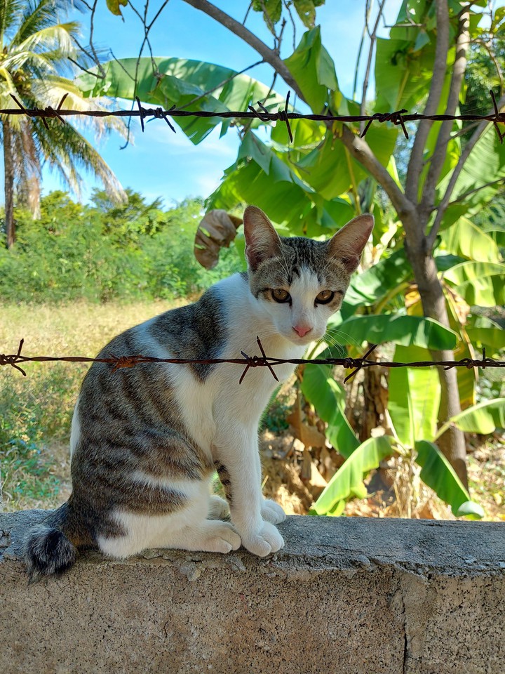 Male cat