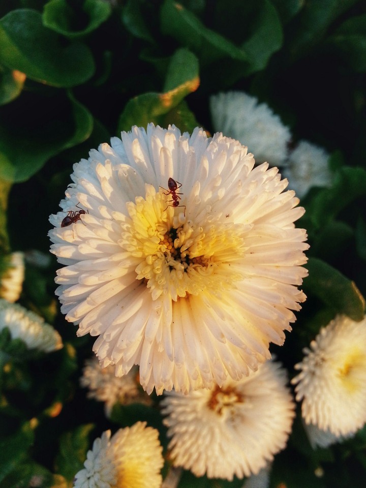 The Two Lovers on Dandelion