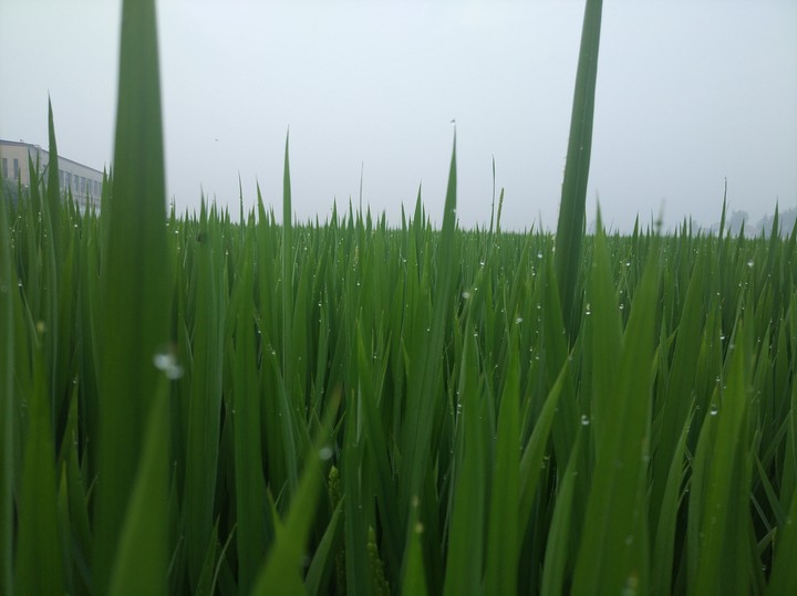 水稻