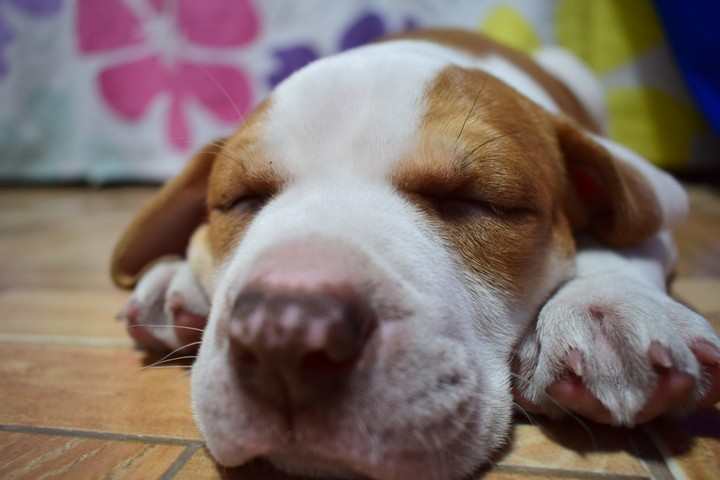pitbull