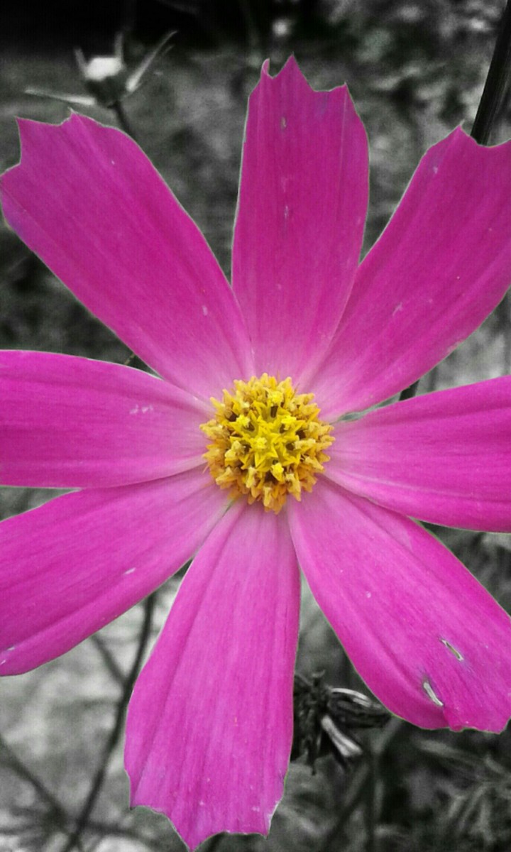 Pink Flower