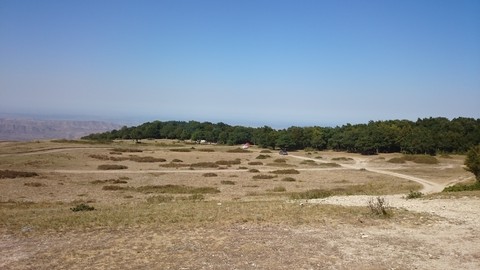 Oak wood