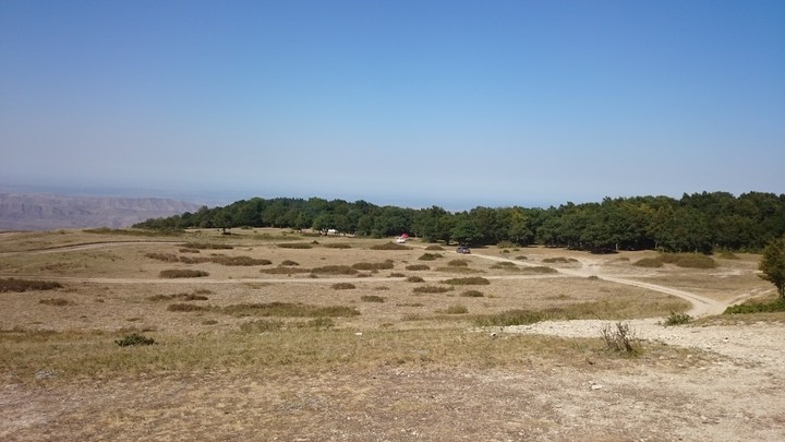 Oak wood