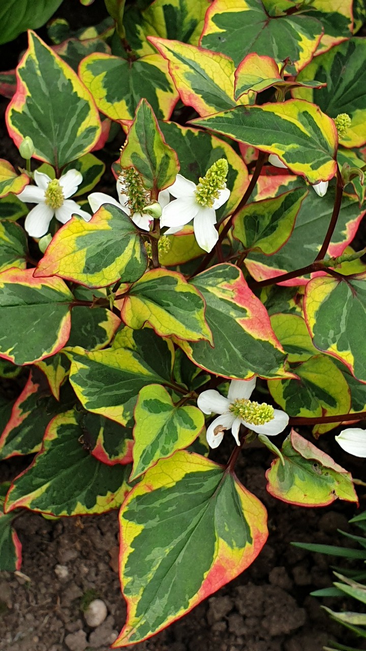 pretty little flowers