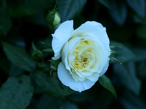 fonds d'écran colors, rose