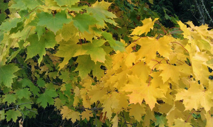 fall season in Washington state