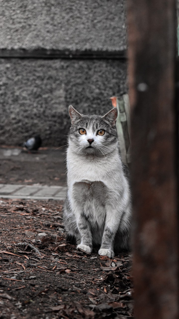 cat