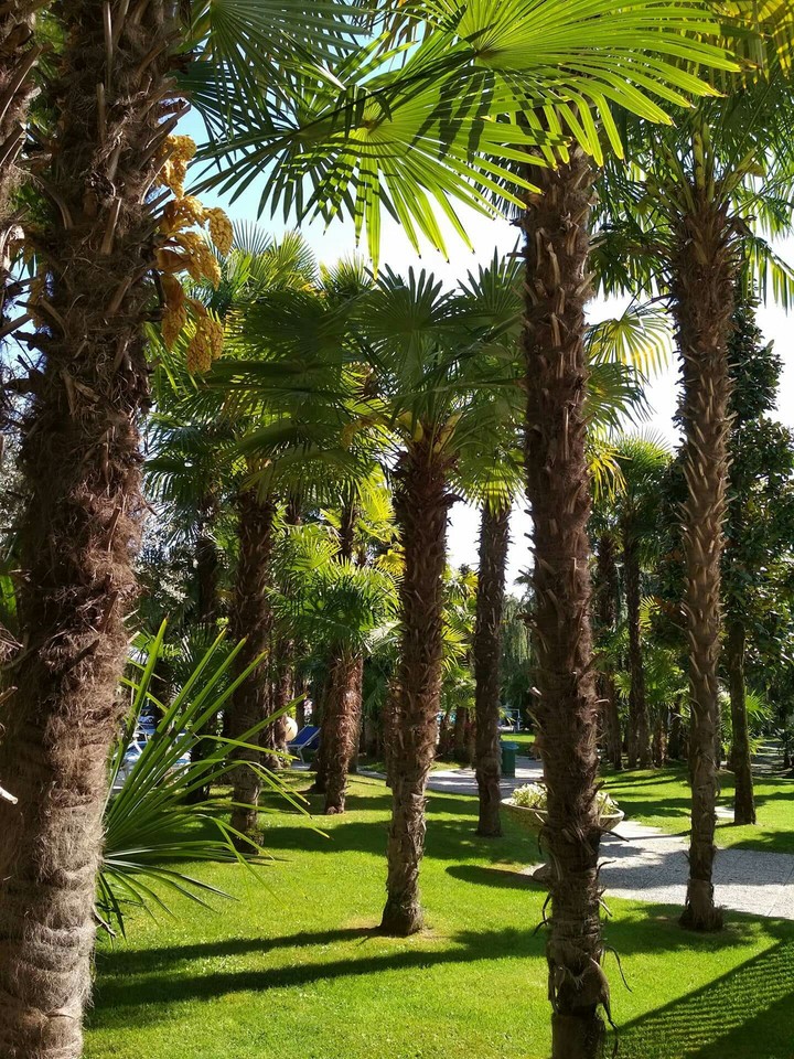 palm