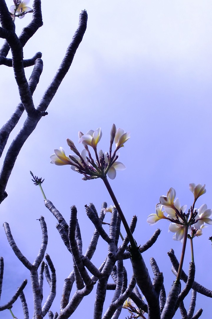 White flower