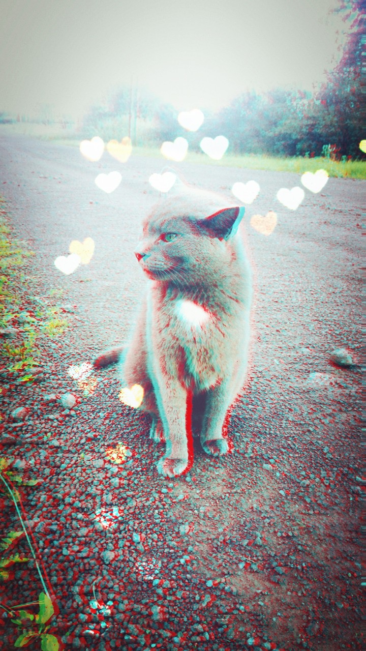 котик