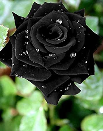 beautiful