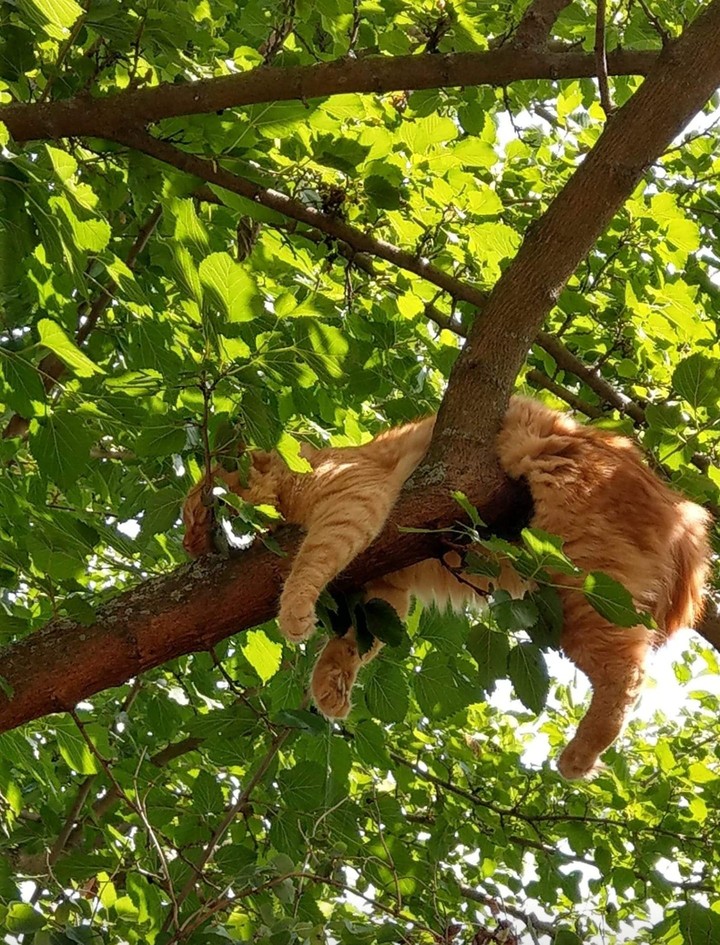 котэ