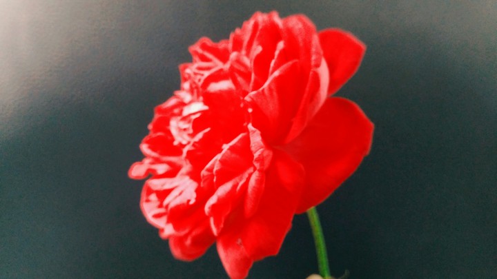 Persian Rose