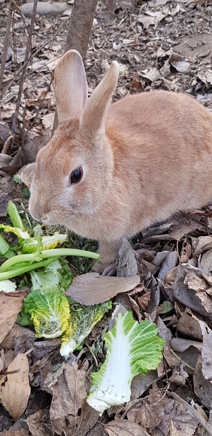 토끼