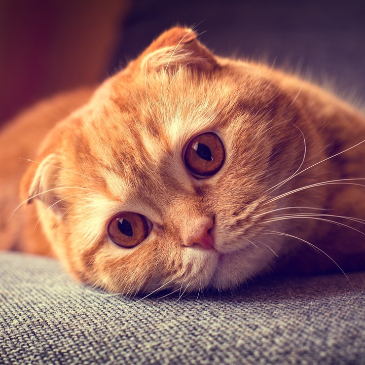 cute cat