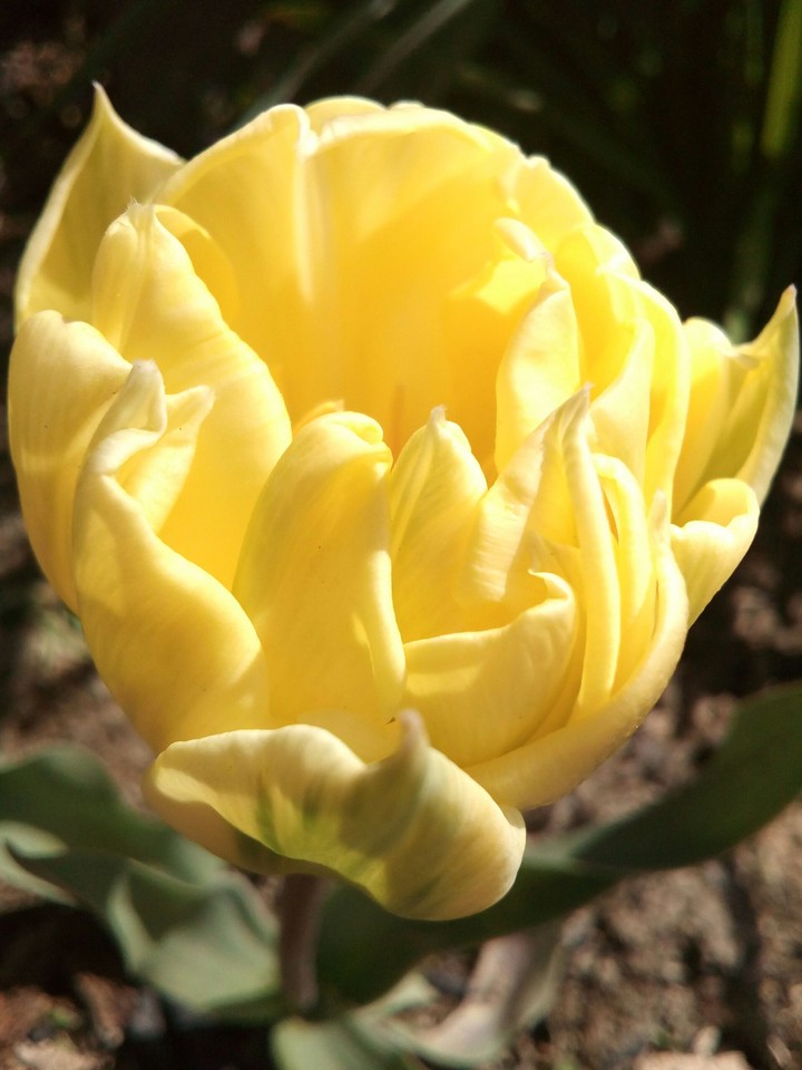 tulipe