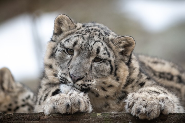 Snow leopard