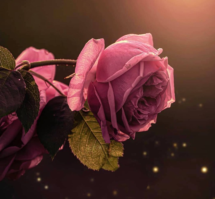 Rose