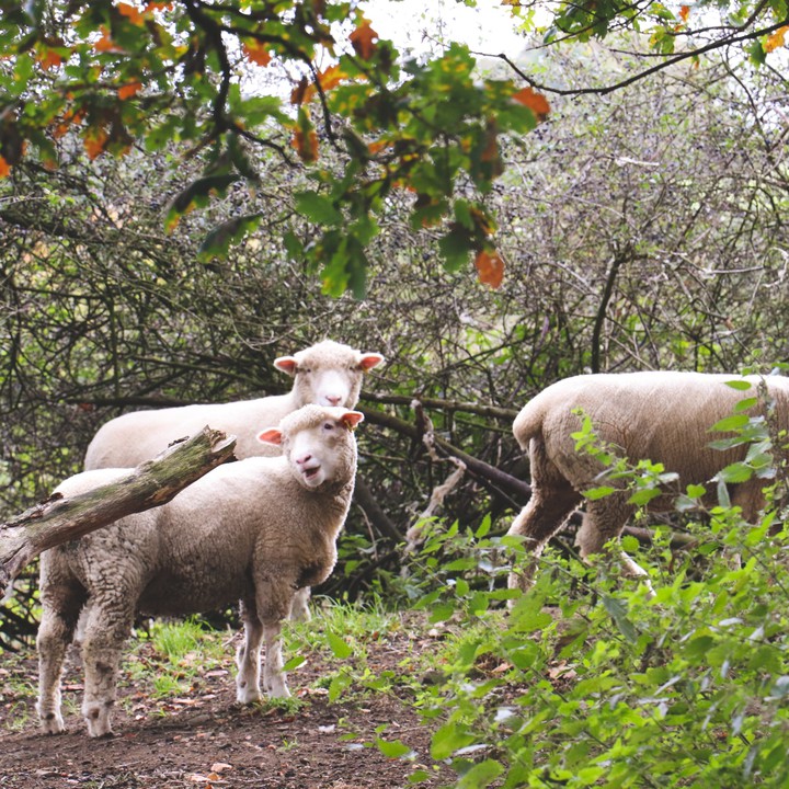 Sheep